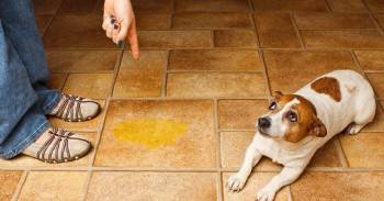 Cómo enseñar a tu perrito a no hacer \"Pipí\" en casa. ¡No cometas el siguiente error!