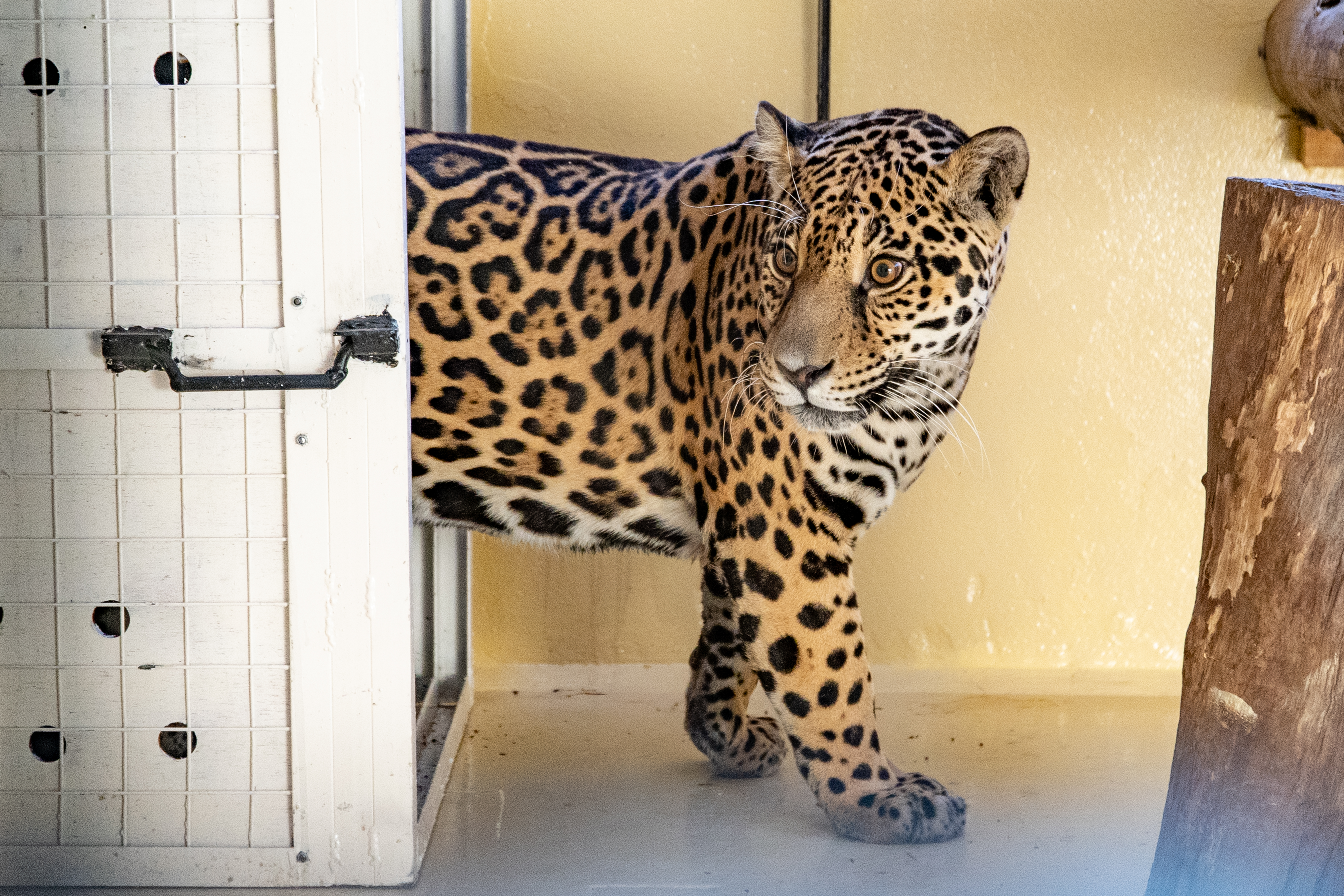 Fundación Rewilding Argentina - Malu - Matias Rebak - 38 Fundación Rewilding Argentina - Malu - Matias Rebak - 38