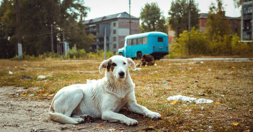 islas radiacion chernobil islas radiacion chernobil