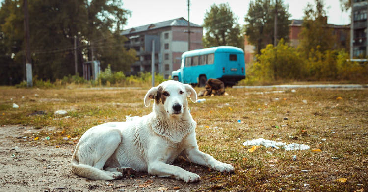 islas radiacion chernobil islas radiacion chernobil