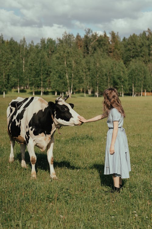 Joven acariciando a una vaca