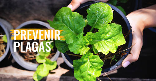 PREVENIR PLAGAS PREVENIR PLAGAS