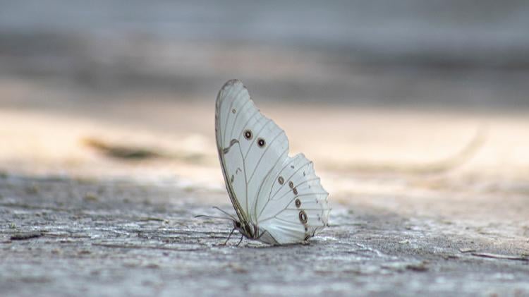 Significado de las mariposas blancas