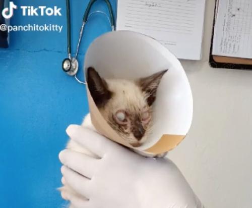 panchito-gatito3 panchito-gatito3