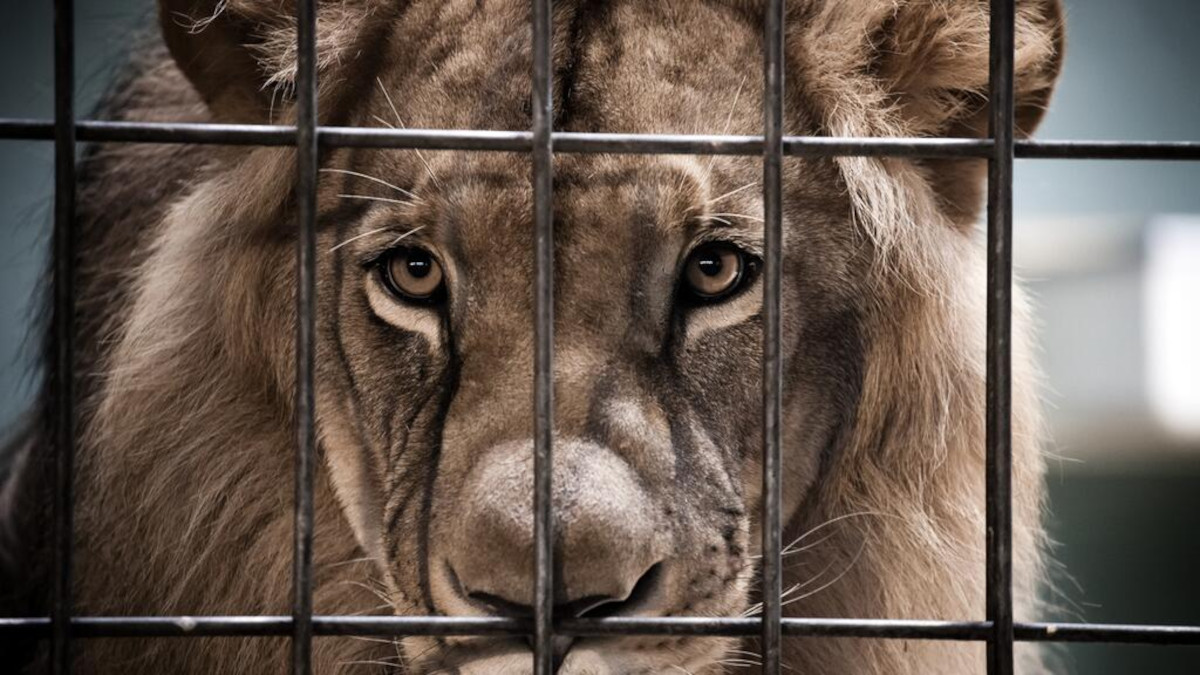 leon jaula leon jaula