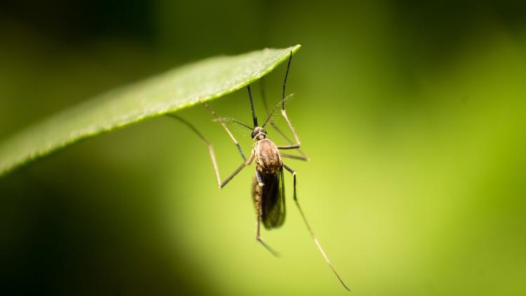 trampas para mosquitos