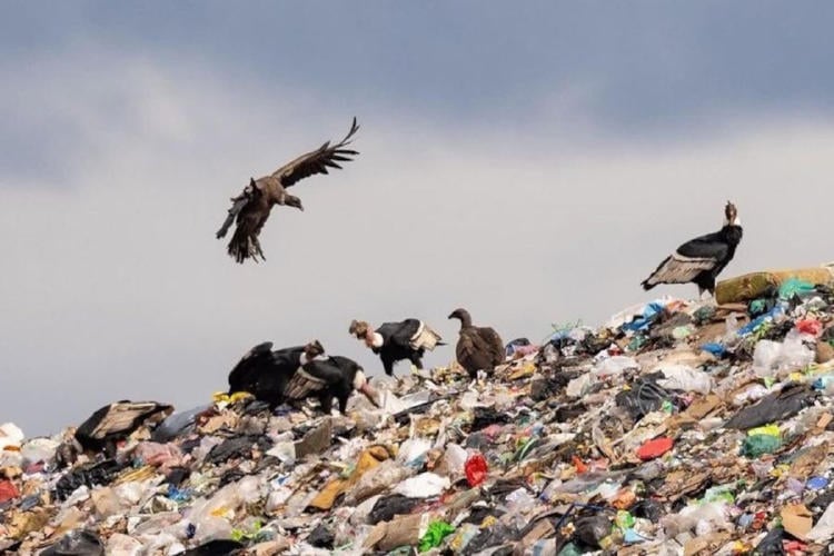 condor basura2 condor basura2