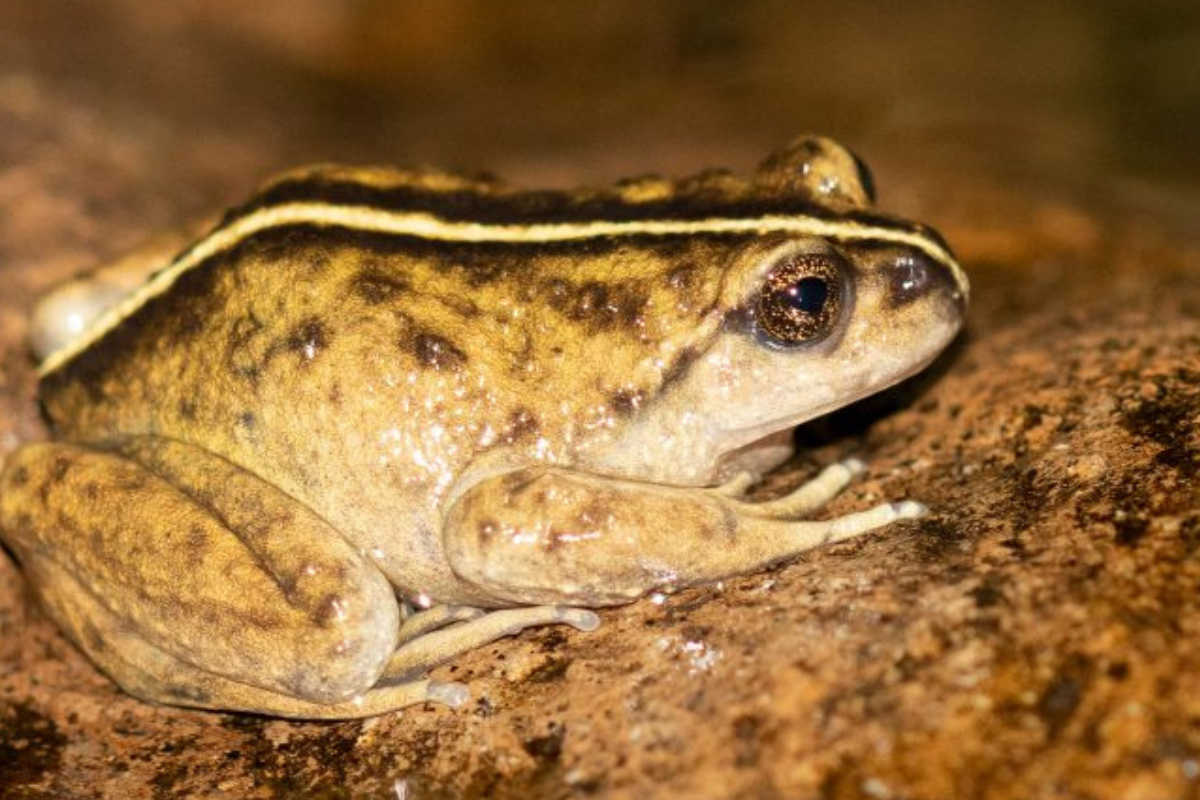 rana Reaparece la rana Alsodes vittatus tras más de un siglo desaparecida. (Imagen: noticias.udec.cl)