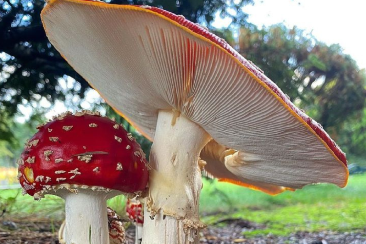 hongo amanita El hongo amanita tiene un sabor desagradable y elementos perjudiciales. (Foto: Pinterest)