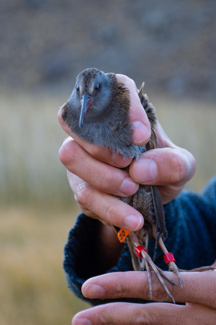 Una gallineta austral durante la marcación con un anillo en una pata y toma de medidas morfométricas - Foto Franco Bucci para Fundación Rewilding Argentina