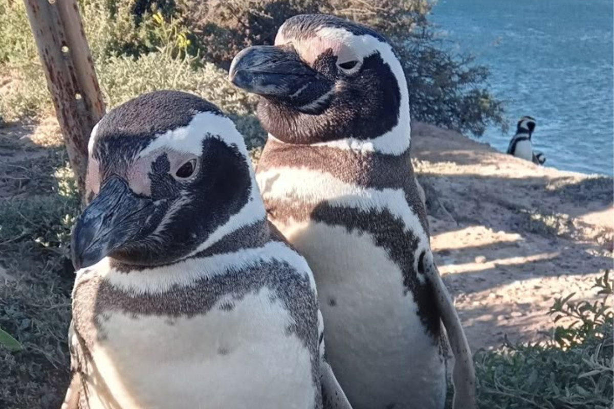 Acción: una masacre de pingüinos obliga a Argentina a actuar legislativamente. Lo que comenzó como una tragedia ambiental sin precedentes. (Imagen: Pinterest)