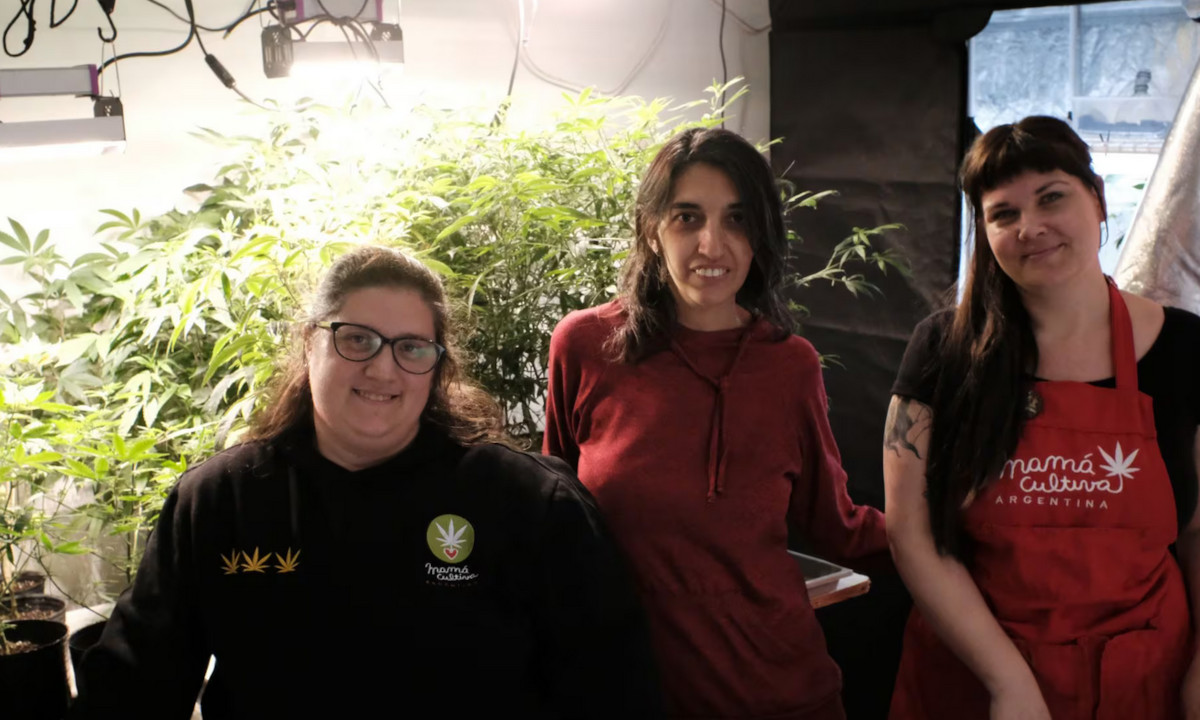 mama cultiva mama cultiva