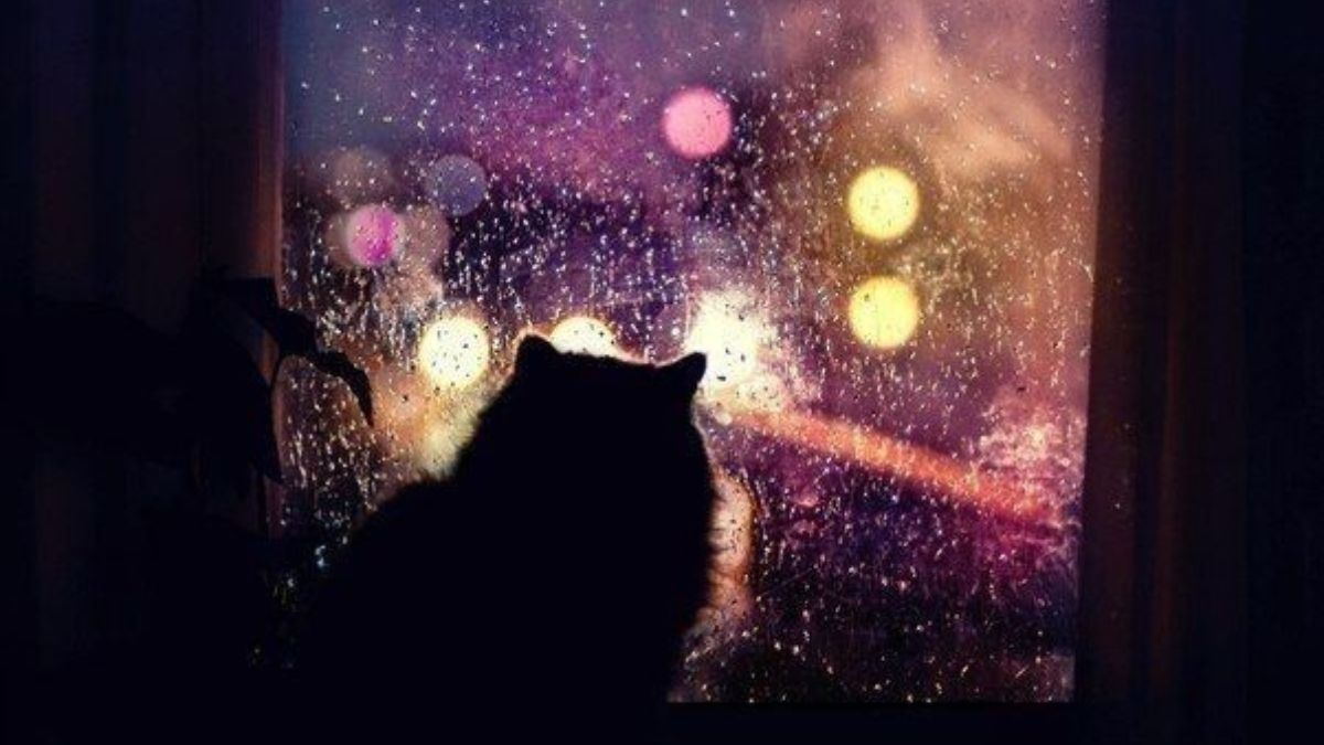 gatos Los felinos se esconden en lugares altos (Foto: Pinterest)