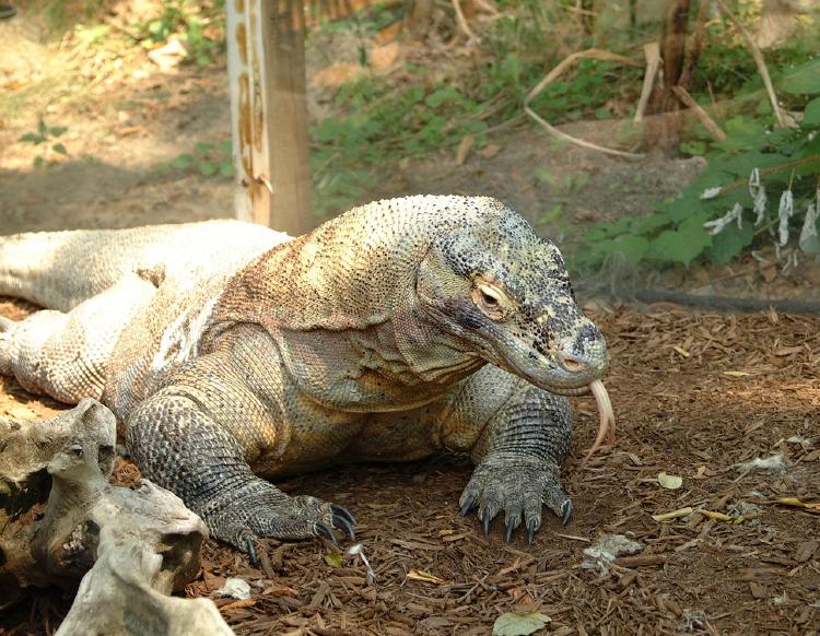 El dragón de Komodo entró en la lista roja de las especies en peligro de extinción