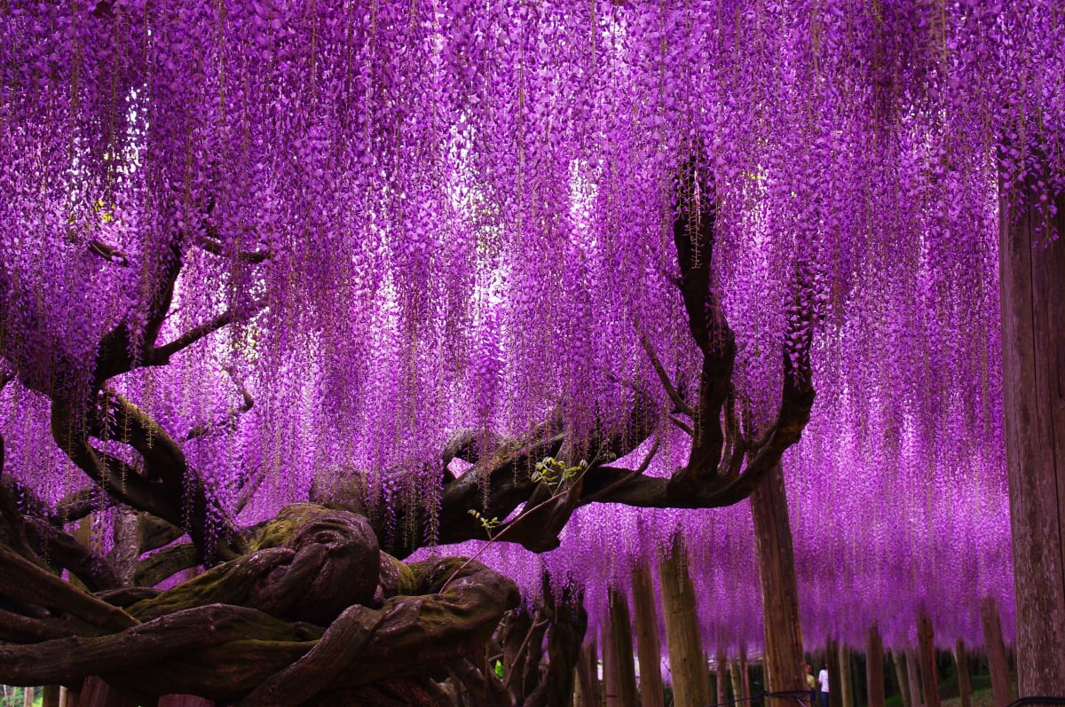 Salido de un cuento: Wisteria, el árbol más bello del mundo | Bioguia, image size:1200x797