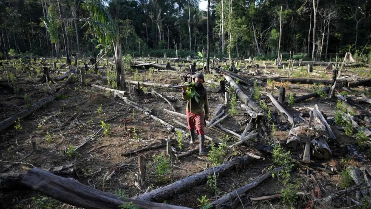 El cultivo de plantas como la coca y la amapola, claves en la producción de cocaína y heroína, en específico, suele llevarse a cabo en áreas de alta biodiversidad