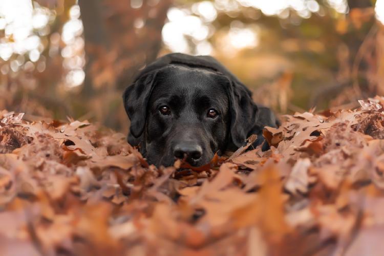 Soñar con un perro negro Soñar con un perro negro