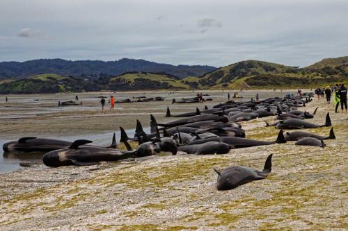 Más de 100 ballenas varadas fueron rescatadas por aldeanos en Sri Lanka