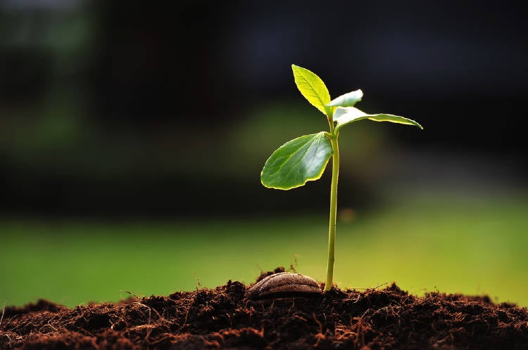 planta creciendo para convertirse en un arbol