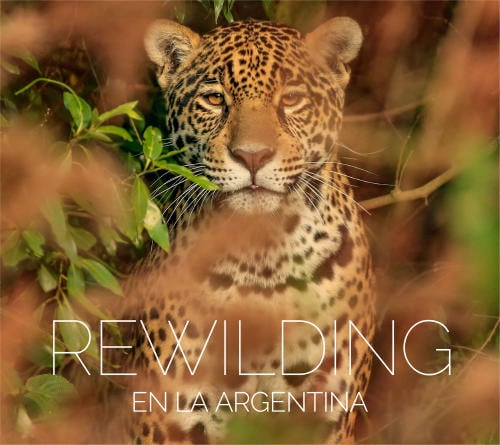 Rewilding Argentina leopardo
