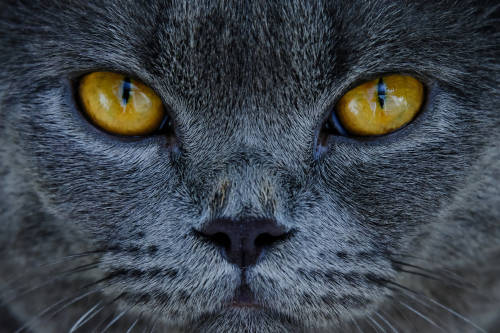 Dymka, la gata biónica con patas de titanio impresas en 3D