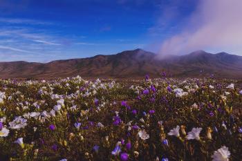 Desierto florido y su paisaje