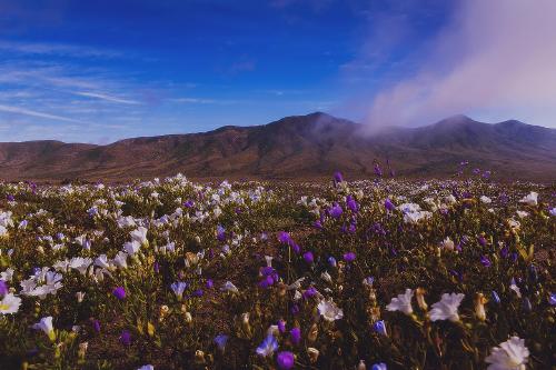 Desierto florido Desierto florido y su paisaje