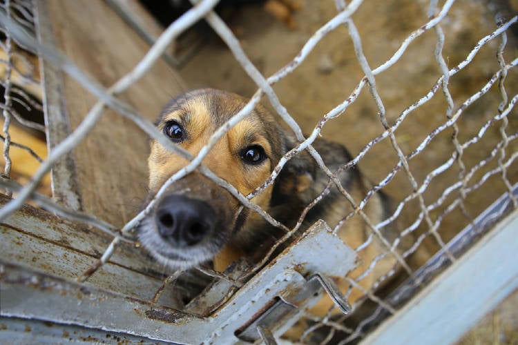 perros jaula crueldad animal