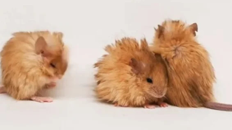 ratas mamut © Colossal Biosciences.