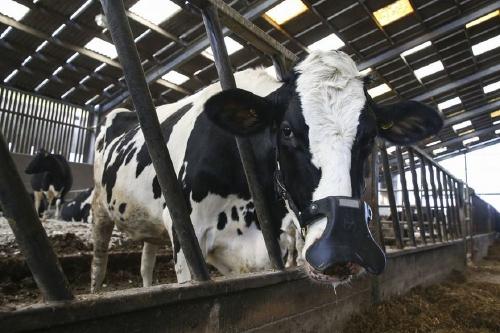 Crean barbijos para vacas que podrían reducir los gases de efecto invernadero