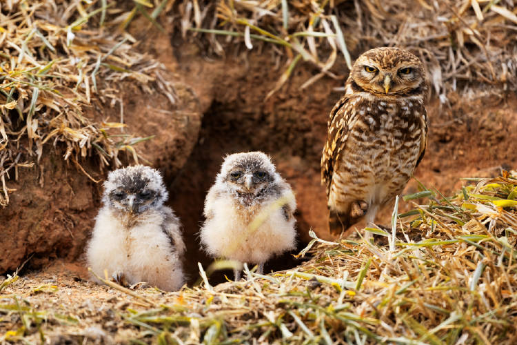 buhos madriguera buhos madriguera