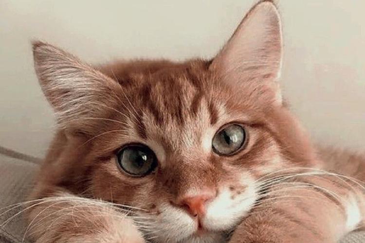 Gatos y audición Los gatos poseen cualidades auditivas excepcionales