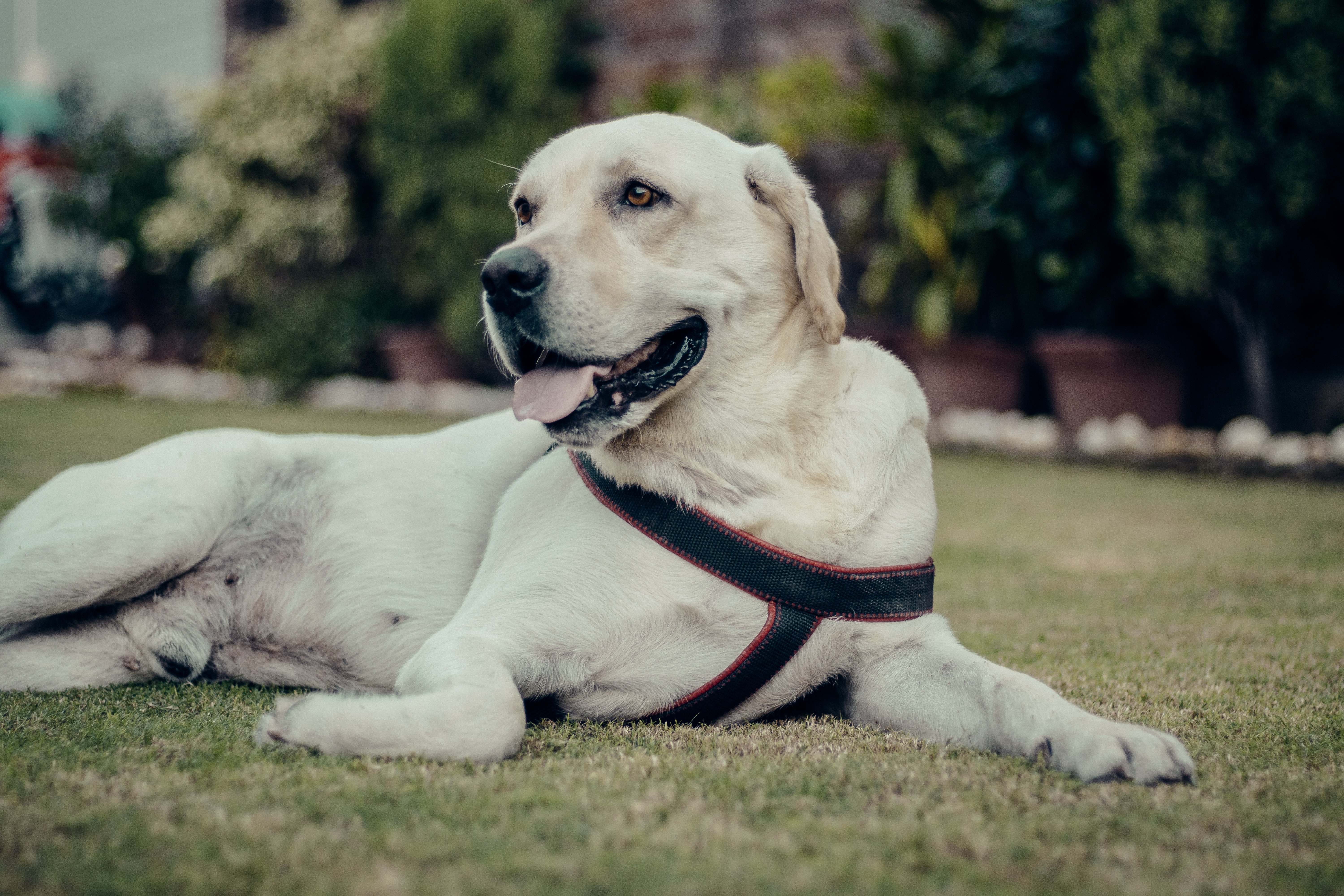 perro labrador