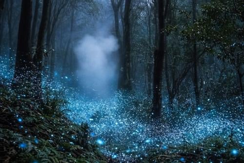 bosque iluminado Imagen: IA