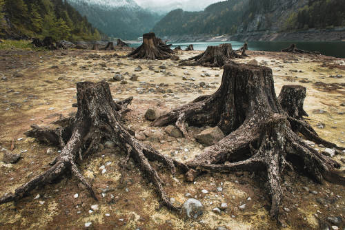 deforestacion imagen de los árboles luego de ser cortados