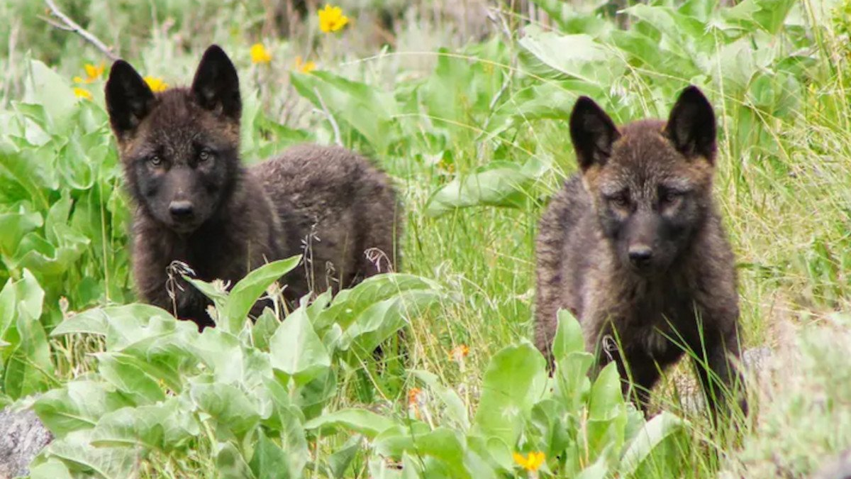 lobos