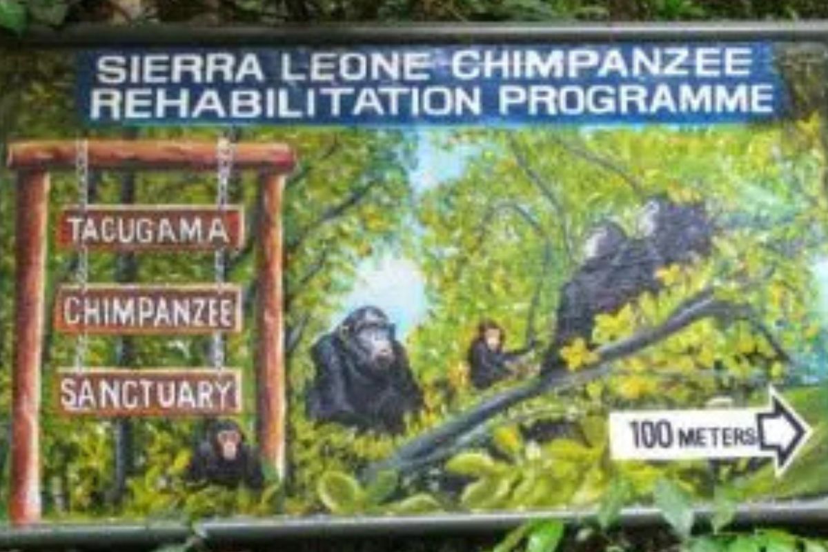 santuario Santuario de Chimpances en Sierra Leona (noticiasambientales.com)