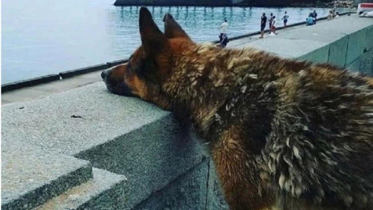 perro crimea2 perro crimea2