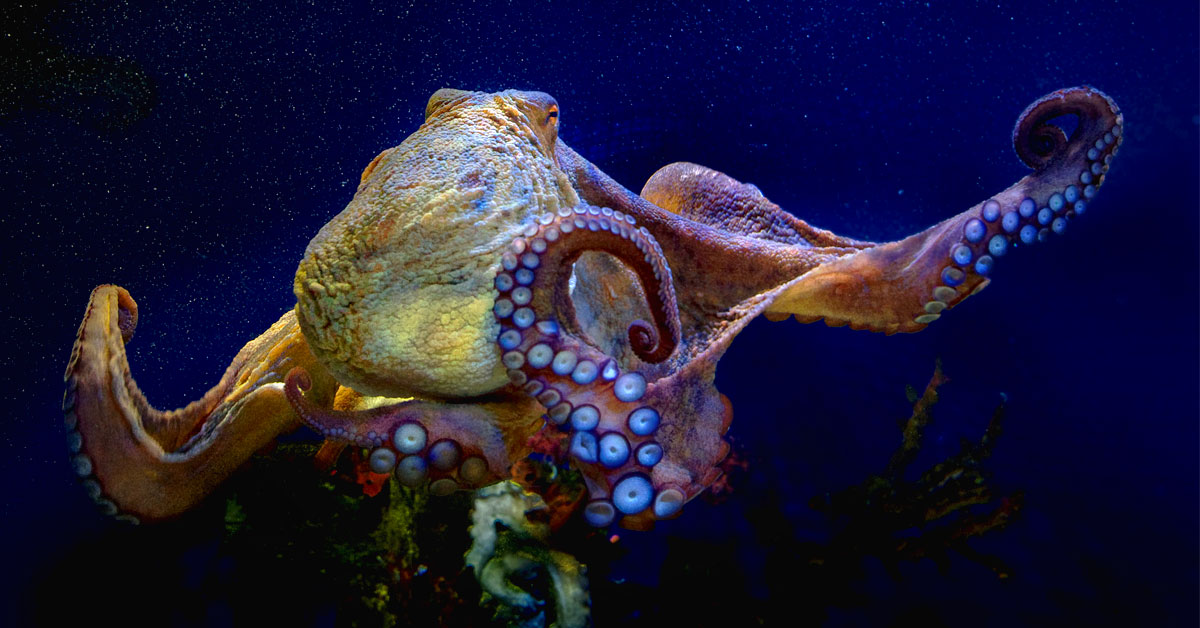 curiosidades pulpos animales increibles curiosidades pulpos animales increibles