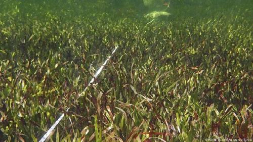 Planta más grande de la tierra Planta más grande de la tierra