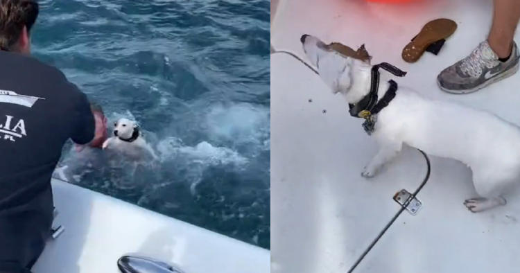 rescate perro2 rescate perro2