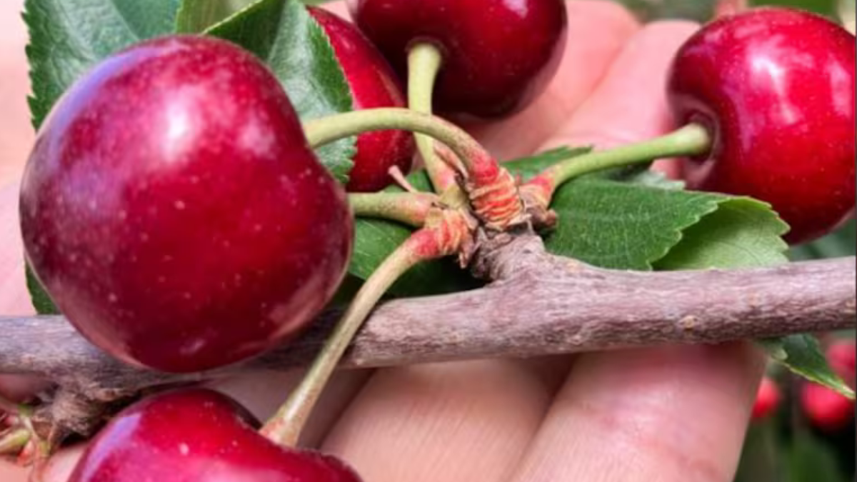cereza A la cereza se la conoce como la “reina imbatible” por su frescura, calidad, dulzura y capacidad de adaptación a las diferentes estaciones del año