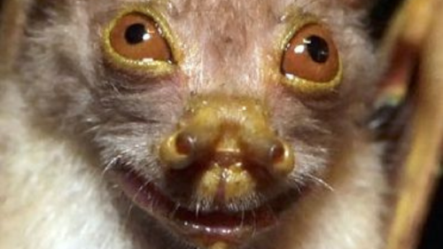 muercielago yoda Bautizado con este nombre y hallado en las profundidades de la exuberante selva de Papúa Nueva Guinea, este pequeño mamífero no solo es una joya de la naturaleza, sino también una pieza clave en el intrincado rompecabezas de la biodiversidad (Foto: Pinterest)