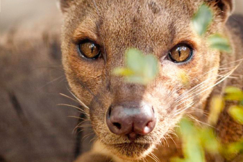 Fosa Conoce al rey de la cadena alimenticia: en la fosa de Madagascar, una isla repleta de biodiversidad única, hay un animal que se impone como el rey silencioso de la cadena alimenticia, la fosa o Cryptoprocta ferox. (Foto: Pinterest)