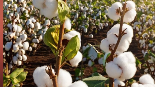algodón La planta utilizada actualmente de diversas maneras consiste en un filamento constituido por pelos, que responde al género Gossypium y es de la familia de las Malvas (Foto: Pinterest)