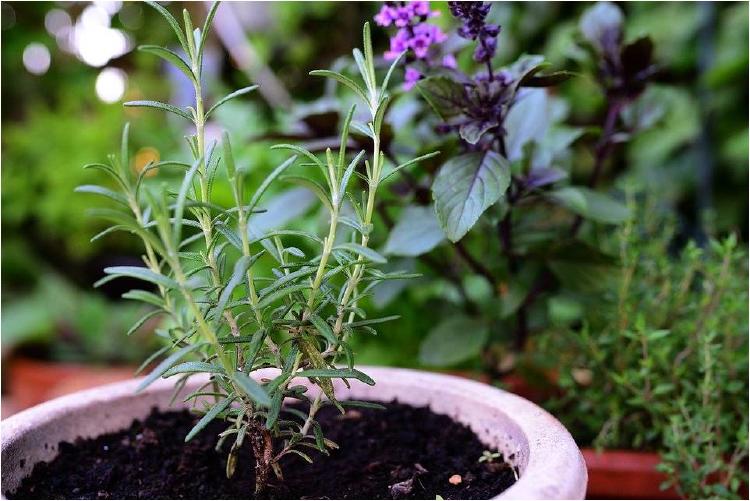 5 plantas medicinales que debes tener en tu casa