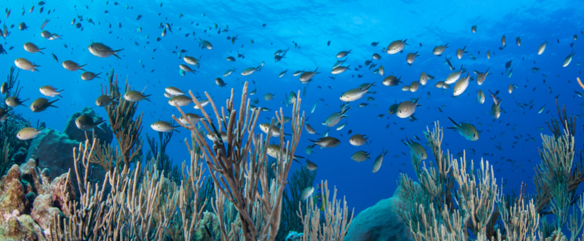 bajos del norte arrecifes3 bajos del norte arrecifes3