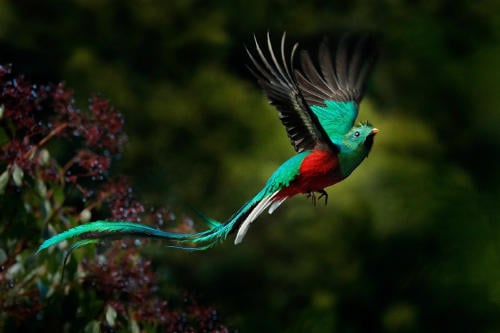 quetzal AdobeStock_134579615 quetzal AdobeStock_134579615
