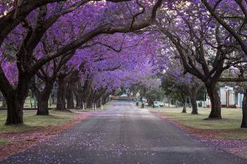 jacaranda AdobeStock_546222736