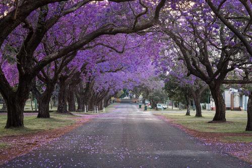 jacaranda AdobeStock_546222736 jacaranda AdobeStock_546222736